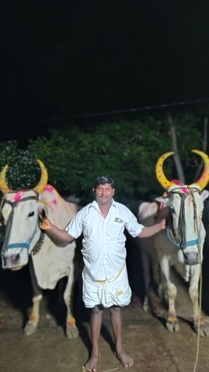 सिरोंचा तालुक्यातील कोत्तापल्ली गावात बैल पोळा उत्साहात साजरा